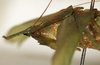 CollectionObject 1531473; 291a1cf9-8094-4906-835d-e1a6b85d0530: male head, lateral view (syntype of Conocephalus nigropunctatus). (CollectionObject).