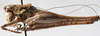 CollectionObject 1539786; 747c76a0-2136-430e-95a7-57899992f6a5: male habitus, lateral view (holotype). (CollectionObject).