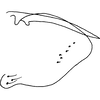 Pygofer, lateral view: Pygofer, lateral view. (Observation).