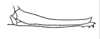 Ceuthophilus (Ceuthophilus) crassifemoris Hubbell, 1929: Fig. 162. Ovipositor. (Otu).