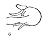 Aedeagus, lateral view on Antillixius greyi Myers, 1928: (Observation).