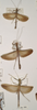 CollectionObject 1562465; 2bf6c578-5e42-44b3-8248-fdf78d79351f: copyright UMO. male (lectotype), female (paralectotypes). (CollectionObject).