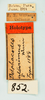 Other on Delphacodes aterrimus Muir, 1926: (Observation).