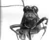 CollectionObject 1521357; 34909319-6304-49ed-87ca-5f6c9dbb7bd9: Image, Carbonell, C.S. at the British Museum, 1970. female frons (holotype or syntype of Ommatolampis peruviana). (CollectionObject).