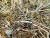 CollectionObject 1591357; 0a5c9542-fd08-485b-8fca-1b78b0c6bcec: female (BG: E Danubian Plain, near Alvanovo). (CollectionObject).