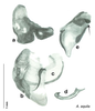 CollectionObject 1567089; ce0a20b9-f926-4901-959e-b5d0444e0b9f: Original drawing by Heidi Hopkins © Heidi Hopkins. Holotype, adult male, genitalia, ventral view. (CollectionObject).