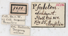 CollectionObject 1559098; NMW 218, 91e0d291-17fa-4ede-9a7d-7e8137449ae7: copyright NMW, Vienna. female, data labels (holotype). (CollectionObject).