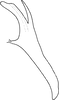 Aedeagus, lateral view on Distantasca bulbosa (Dworakowska, 1994): Aedeagus, lateral view. (Observation).