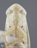 Head on Cosmotettix (Airosus) costalis (Fallén, 1826): (Observation).