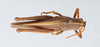 CollectionObject 2867362; CNCI 981508, 4b028481-e7e4-4d6d-bb01-8c40ea5e0b38: Schistocerca damnifica. Dorsal view. (CollectionObject).