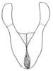 Ceuthophilus (Ceuthophilus) stygius (Scudder, 1861): Fig. 716. male subgenital plate. (Otu).