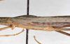 CollectionObject 1560979; NMW 225, c4456121-0477-475e-b2ba-d2612656ced1: copyright NMW, Vienna. male mid-body, lateral view (holotype). (CollectionObject).