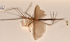 copyright OUMNH. female, lateral view (holotype). Depicts CollectionObject 1560007; 3e82c308-72e6-4348-8d91-134d9770c8db, a CollectionObject.