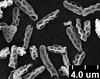 Brochosomes on Dichrophleps Stål, 1869: DP41 | Ecuador, Napo, Prov. Limoncocha | 6/3/1977 | USNM. (Observation).