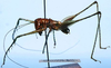 CollectionObject 1522605; 85d27c1f-6036-481f-bb7f-aac27467cd0a: male, lateral view (holotype). (CollectionObject).
