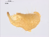CollectionObject 1578184; 128110a9-e4bf-4185-ad0a-ffc42367703e: male cercus. (CollectionObject).