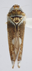 Habitus, dorsal view: !! display not done !! on Scaphytopius n. sp. 7: Scaphytopius Ball, 1931: (Observation).