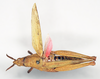 CollectionObject 1580383; 949e2316-2625-4b7d-9291-105360d11a19: female, dorsal view (paralectotype). (CollectionObject).