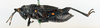CollectionObject 1506174; 674705d1-f430-487c-b07f-a264eebbf68d: female, lateral view (lectotype of Maura brevipennis). (CollectionObject).