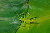 CollectionObject 1497839; 63896eb2-675a-4ca8-a49a-1f65d72e9e32, CH3194: male nymph. (CollectionObject).