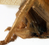 CollectionObject 1534476; d6db73e6-d256-4476-9255-700965bd9e6a: male subgenital plate (syntype). (CollectionObject).