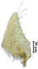 Subgenital plate: !! display not done !! on Maiestas variabilis (Dash & Viraktamath, 1998): (Observation).