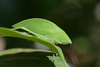 Lunidia viridis Hemp, 2010: female. (Otu).
