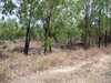 Paracandovia chiaroscuro Brock & Jones, 2022: copyright Noelene Tweed. Paracandovia habitat in Queensland: Baralaba, 20 December 2012. (Otu).