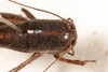 CollectionObject 1531299; f83e2ff5-29ac-4f62-9931-07564c9fac13: female #1, dorsal view (paralectotype). (CollectionObject).