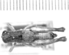 CollectionObject 1524803; 06991f35-aeaa-42a9-9383-ff3f1e2327c8: male, dorsal view (lectotype of Rhachicreagra pallipes). (CollectionObject).
