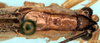 CollectionObject 1522296; 2278eb67-6b41-40dc-a131-3cc5596e5da7: male head and pronotum, dorsal view (holotype). (CollectionObject).