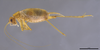 CollectionObject 2062723; ea8ba35e-6405-4076-8b9e-c96ea1162cf5: Female, lateral habitus. (CollectionObject).