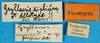 CollectionObject 1567892; 221a0bc2-9101-4a68-a91f-90ac2ba22932: labels. (CollectionObject).