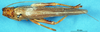 CollectionObject 1507150; 967a1911-d3a4-4536-acca-dcd67c7c1adb: female, dorsal view. (CollectionObject).