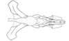 Dichroplus schulzi Bruner, 1906: Fig. 18. male, endophallus, ventral view. (Otu).