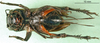 female, ventral view (syntype of Gryllus cephalotes). Depicts CollectionObject 1590704; d2a5337c-f265-402d-bd94-dcda26280dc3, a CollectionObject.
