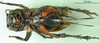 CollectionObject 1590704; d2a5337c-f265-402d-bd94-dcda26280dc3: female, ventral view (syntype of Gryllus cephalotes). (CollectionObject).