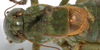 CollectionObject 1527095; d673277a-bb52-417c-a44c-58c5c2bea3e6: male pronotum and tegmina, dorsal view (holotype). (CollectionObject).