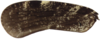 Forewing: !! display not done !! on Cixidia (Cixidia) confinis (Zetterstedt, 1837): (Observation).