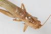 CollectionObject 1505643; 87030095-48d6-4deb-9894-f47ecb3d670c: male, dorsal view (syntype). (CollectionObject).