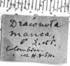 CollectionObject 1506192; 800f0ec6-ab4e-4623-861a-4e9c69c5874d: Image Carbonell, C.S. label (holotype). (CollectionObject).