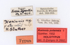 CollectionObject 1559169; f81aba32-0866-46e3-af43-75a7e99279a7: copyright ZMUH, Hamburg. female, data labels (holotype). (CollectionObject).