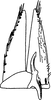 Subgenital plate, ventral view on Ctenurellina paludosa (Vilbaste, 1968): Subgenital plate. (Observation).