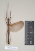 CollectionObject 1561297; NHMUK(SF IMPORT DUPLICATE) 845153, 81e23959-9432-44f3-afcb-9c3e60d89bde: copyright Natural History Museum, London. male (holotype). (CollectionObject).