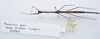 CollectionObject 1595854; 87748a95-b082-4aa6-8377-2a7aafb4940b: copyright NHMUK London. male, dorsal view (paratype). (CollectionObject).