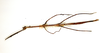 CollectionObject 1595887; 1fc6ca65-52c7-4a11-9b51-a60481d65f5c: copyright ETHZ. female of synonym Cuniculina electa (lectotype). (CollectionObject).