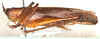 CollectionObject 1544458; 9e9eca22-fec2-470d-8409-ceb065d536e6: male, lateral view (paratype). (CollectionObject).
