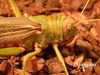 Tropidacris collaris (Stoll, 1813): head and pronotum, indiviual from Venezuela. (Otu).