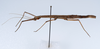 CollectionObject 1560478; b1c44e26-042e-40bc-a061-d08bb487b35f: copyright ZMUH, Hamburg. female, lateral view (paralectotype). (CollectionObject).