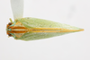 Habitus, dorsal view: !! display not done !! on Ormenaria rufifascia (Walker, 1851): (Observation).